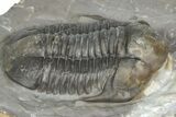 Inflated Proetid Trilobite - Jorf, Morocco #362848-3